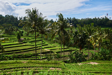 Fototapeta na wymiar Rice terraces in the Bali Indonesia. Green rice fields terraces on the mountain. Rice cultivation. Balinese landscapes. Rice farming on mountains. Concept of travel.