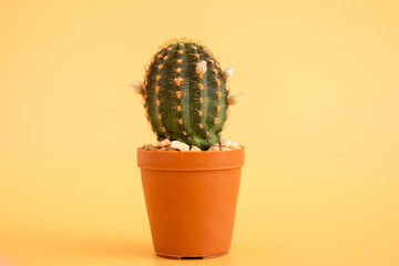 Lobivia Cactus on color background