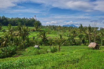 Obraz premium Rice terraces in the Bali Indonesia. Green rice fields terraces on the mountain. Rice cultivation. Balinese landscapes. Rice farming on mountains. Concept of travel.