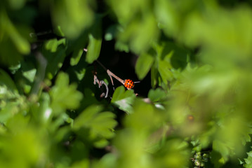 Single ladybug inside a green hedge