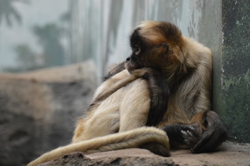 Spider monkey resting on a rock