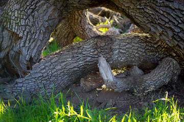 Strange style woods stand in the grass. Memory, little.