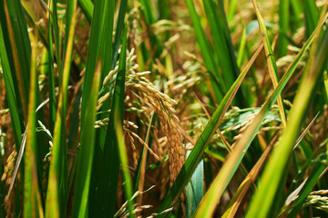 Agriculture. Harvesting time. Farm, paddy field. Rice spikes in a golden rural area. Well ripened crop. Mature harvest. Ripening field, close up, selective focus. Lush gold  fields of the countryside.