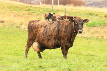 Icelandic cow outside on the meadow