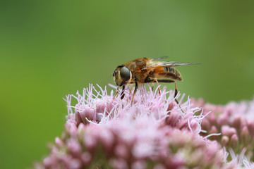 Obraz na płótnie Canvas Hoverfly on a flower