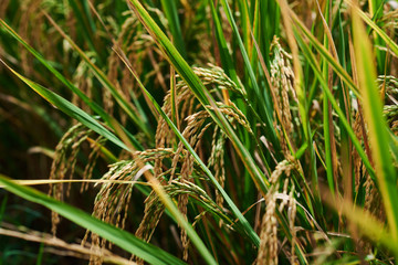  Harvesting time. Farm, paddy field. Rice spikes in a golden rural area. Well ripened crop. Mature harvest. Ripening field, close up, selective focus. Lush gold  fields of the countryside..