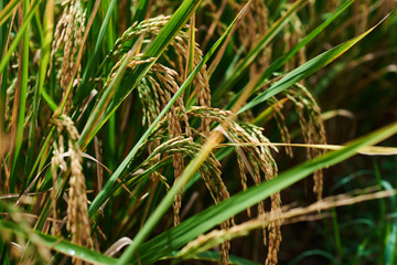 Agriculture. Harvesting time. Farm, paddy field. Rice spikes in a golden rural area. Well ripened crop. Mature harvest. Ripening field, close up, selective focus. Lush gold  fields of the countryside.