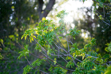 Sunshine to the forest in spring