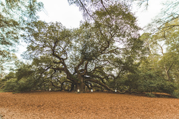 Angel Oak