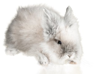 Obraz premium Fluffy White Rabbit