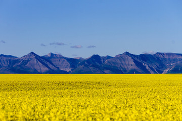 Agriculture Canola Alberta