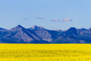 Agriculture Canola Alberta