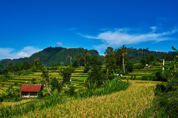 Fototapeta na wymiar Rice terraces.The traditional houses and fields is in a valley among the hills. Rice cultivation. Beautiful view of the rice field on the blue sky and white cloud background. Agriculture concept.