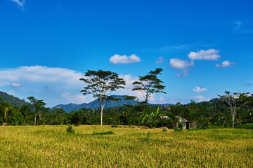 Fototapeta na wymiar Beautiful landscape view of the yellow rice terraces on the blue sky background. Cultivation and prepare the harvest. Farmlands, village, fields with crops, agricultural land of farmers.