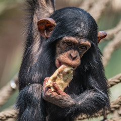 Portrait of cute baby Chimpanzee playing with food