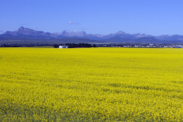 Canola Field In Bloom Alberta