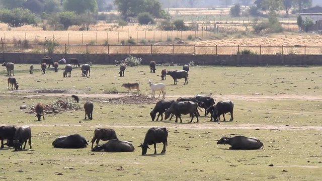Buffaloes, cows and zebu cattle in the village pasture. India
