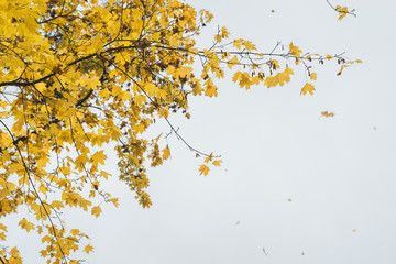 Autumn leaves on a white sky background