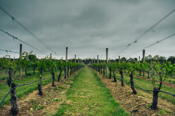 Fototapeta na wymiar Angry sky over the vineyard