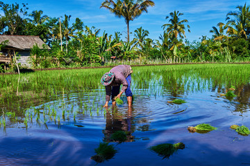 Asian farmers transplant rice seedlings in a paddy field. Working in farming with the removal of...