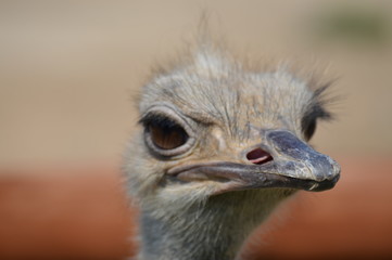 Close up of an ostrich