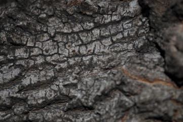 Close up of tree branch bark