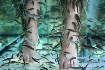 Fish Spa pedicure Rufa Garra treatment. Feet and fish in blue water