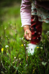 a child of two years tears a flower on a green field, close-up of a hand