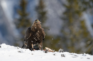 Golden eagle (Aquila chrysaetos) with kill, in Telemark, Norway