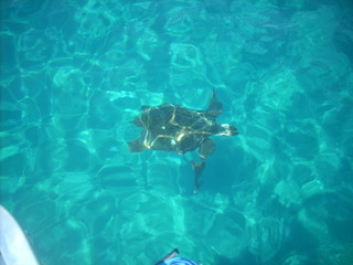Obraz premium turtle