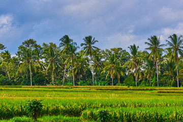 Obraz premium Beautiful landscape view of the yellow terraces on the blue sky background. Rice fields prepare the harvest. Agriculture farm. The village is in a valley among the rice terraces. Rice cultivation.