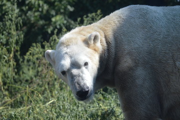 Obraz na płótnie Canvas Polar bear in the outdoors during summer