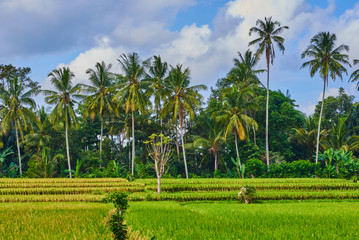 Fototapeta premium Beautiful landscape view of the yellow terraces on the blue sky background. Rice fields prepare the harvest. Agriculture farm. The village is in a valley among the rice terraces. Rice cultivation.