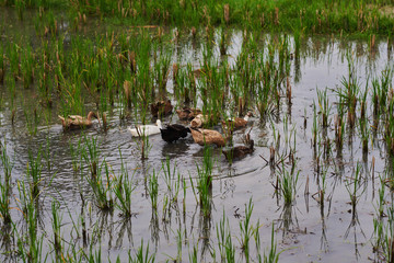 Ducks in the rice field on the background of rice field and farmer houses. Group of indonesian ducks, fleeing away in to fresh, green rice fields full of water. Bali ducks. Organic farming.