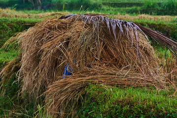 Rice straw hay in paddy field. Harvested paddy rice field, dried straw under the sunlight of harvest season. Straw after harvest. Rice cultivation. Agriculture concept. Harvesting time. Farm, paddy.