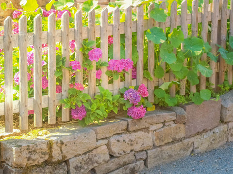 Natursteinmauer, Holzzaun und Hortensien im Bauerngarten