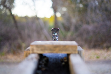 Drinking water in the park in spring. Leaves, some.