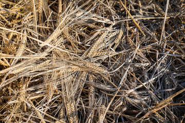 Freshly cut ripe rye at sunset, flat lay