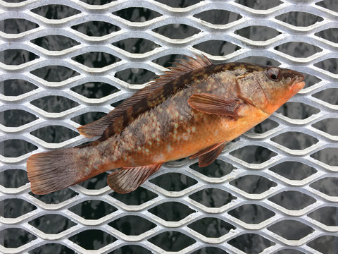 Fish labrus bergylta