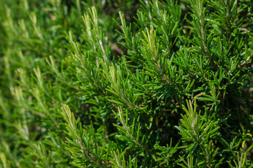 The rosemary bush, selective focus