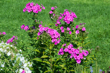 summer flowers