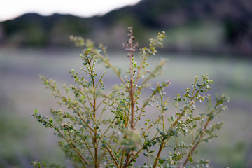 a small plant in the park