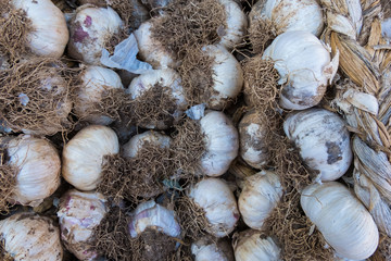 Fresh white garlic stand at a street organic food market.