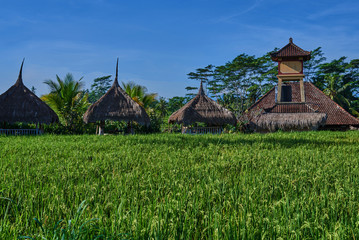 Traditional house in the green fields of fresh green grass and rice plantation terraces in Ubud, Bali, Indonesia. Beautiful view of the rice field on the blue sky and white cloud background.