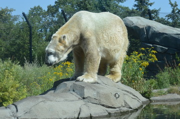 Polar bear in the outdoors during summer