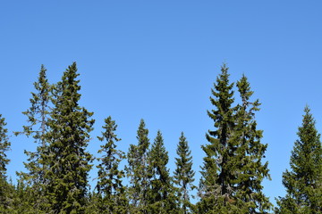 spruce forest under a blue sky