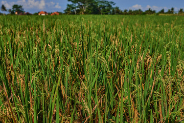 Сlose up of yellow green rice field. Autumn rice field of good harvest. Agriculture. Harvesting time. Farm, paddy field. Mature harvest. Lush gold fields of the countryside. Organic food. Toned.