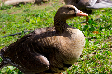 Domestic ducks in the village on the green grass