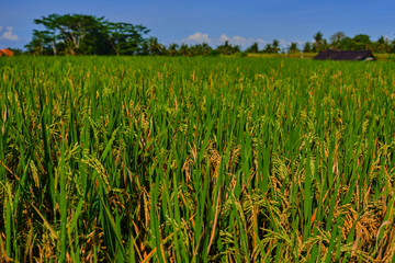 Сlose up of yellow green rice field. Autumn rice field of good harvest. Agriculture. Harvesting time. Farm, paddy field. Mature harvest. Lush gold fields of the countryside. Organic food. Toned.