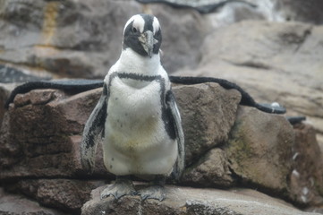 Naklejka premium Penguin standing on a rock
